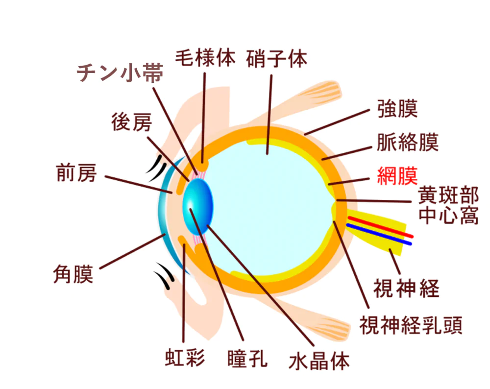 網膜・ぶどう膜の構造と病気